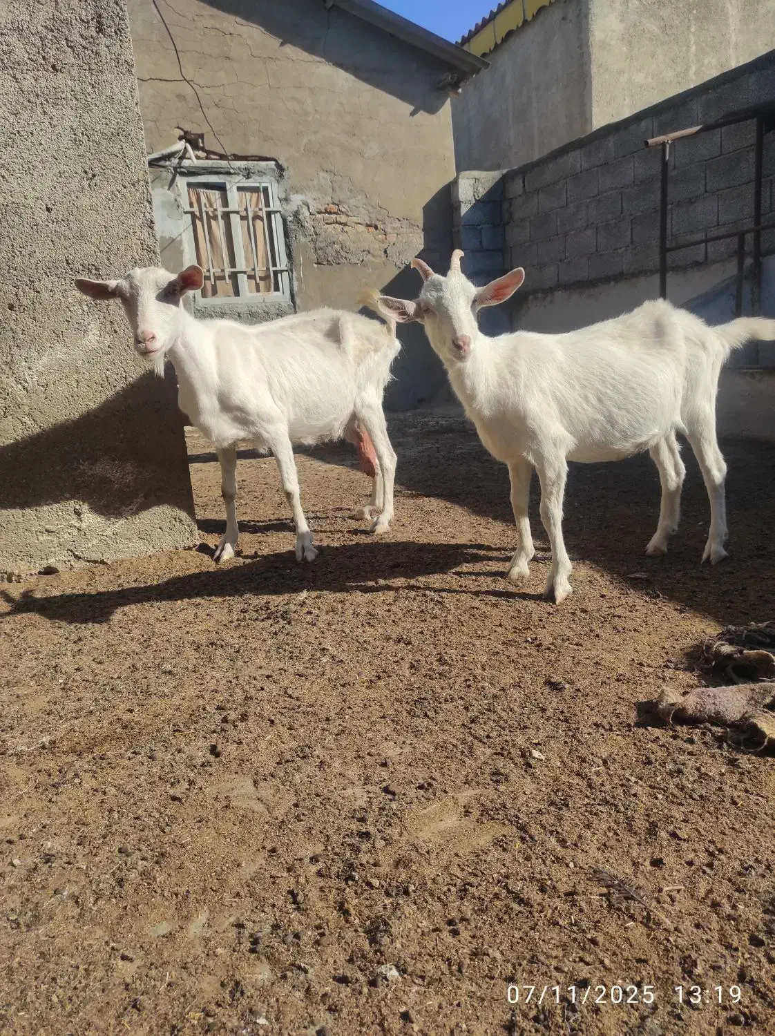 بز سانن درجه یک|حیوانات مزرعه|سیمین شهر, |دیوار