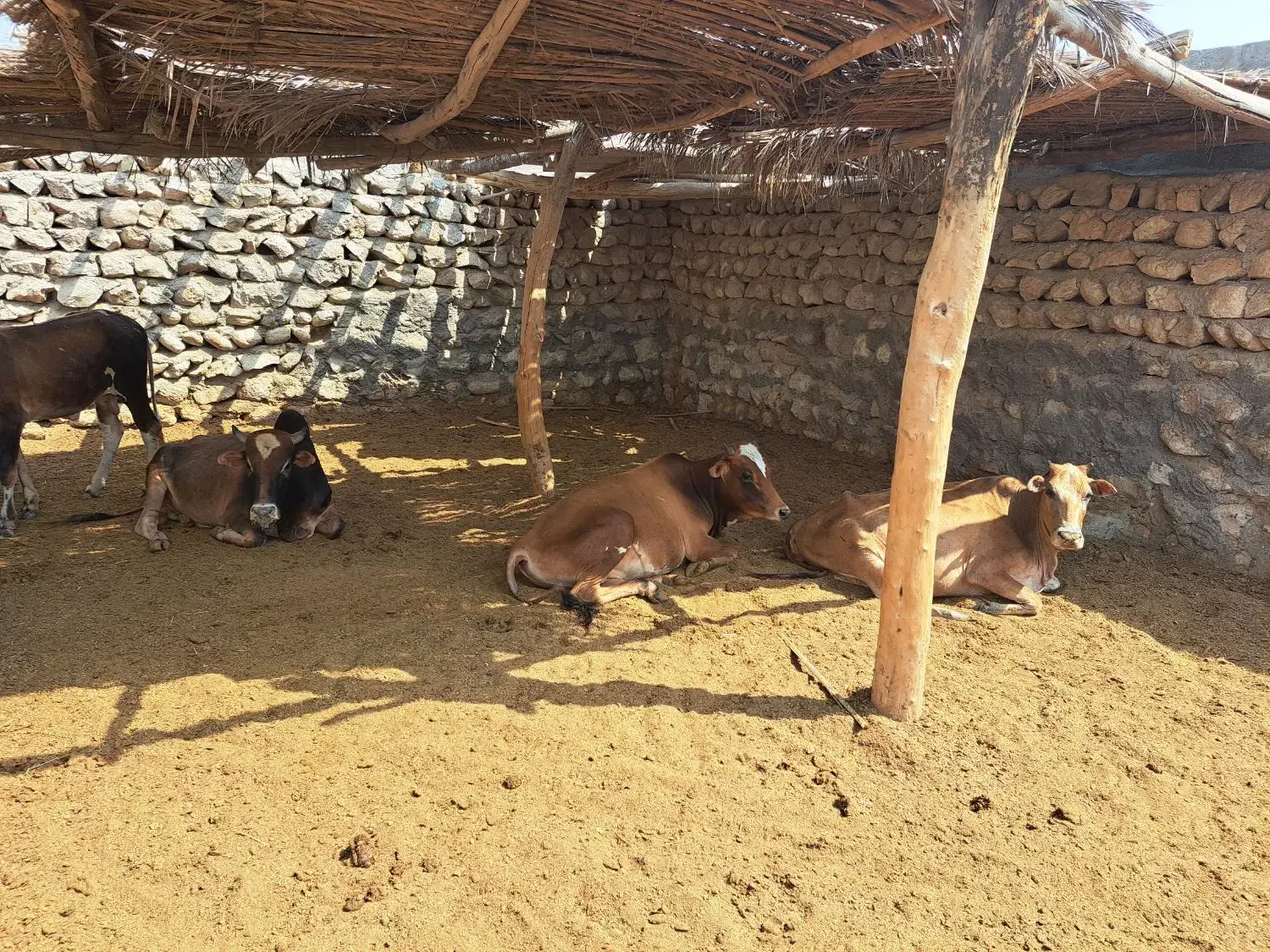 فروش ۶ راس گاو و گوساله نر|حیوانات مزرعه|لامرد, |دیوار