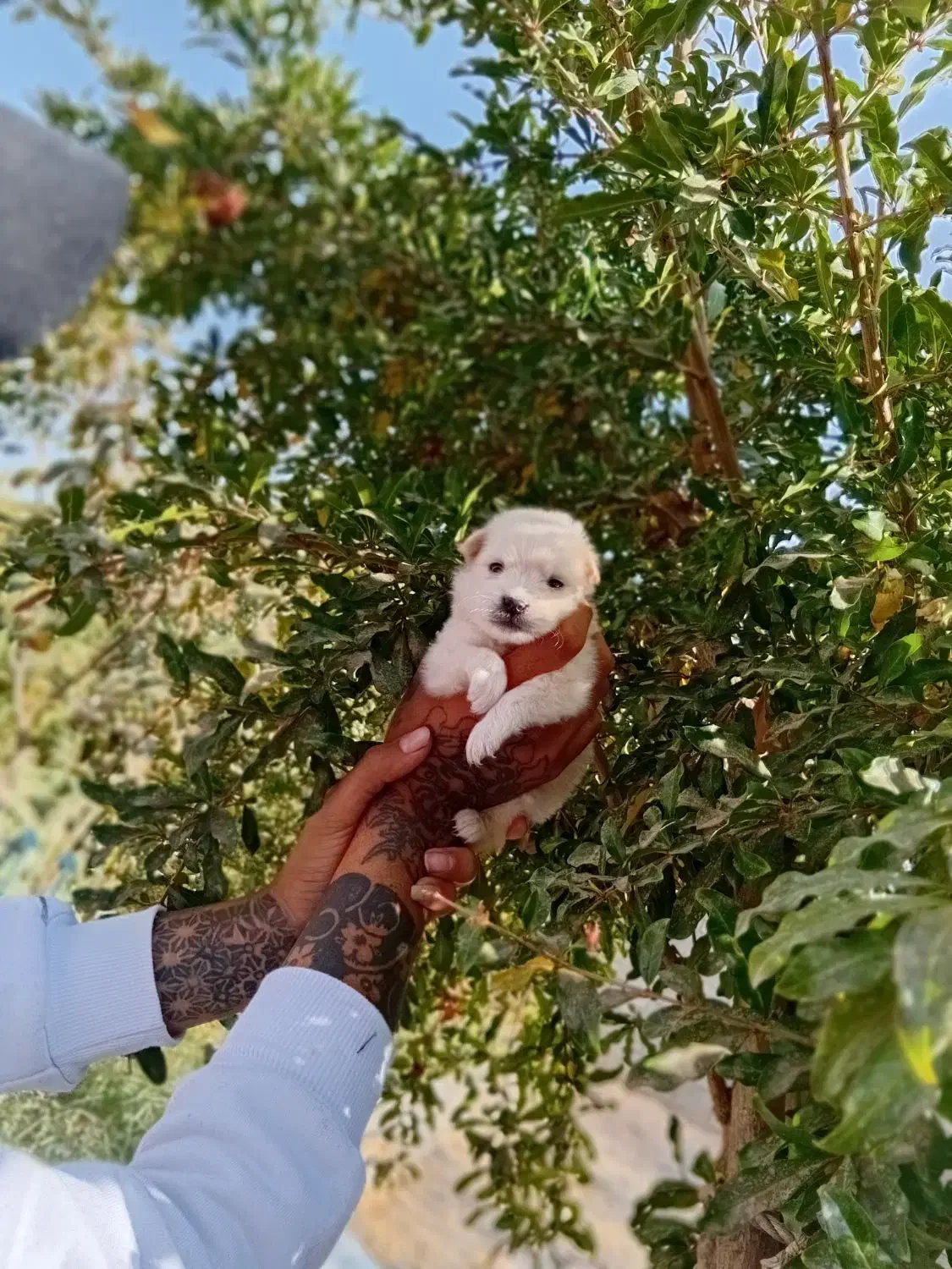 پامر کوچلو جیبی فقط 2.200.000|سگ|فردیس, قریشی|دیوار