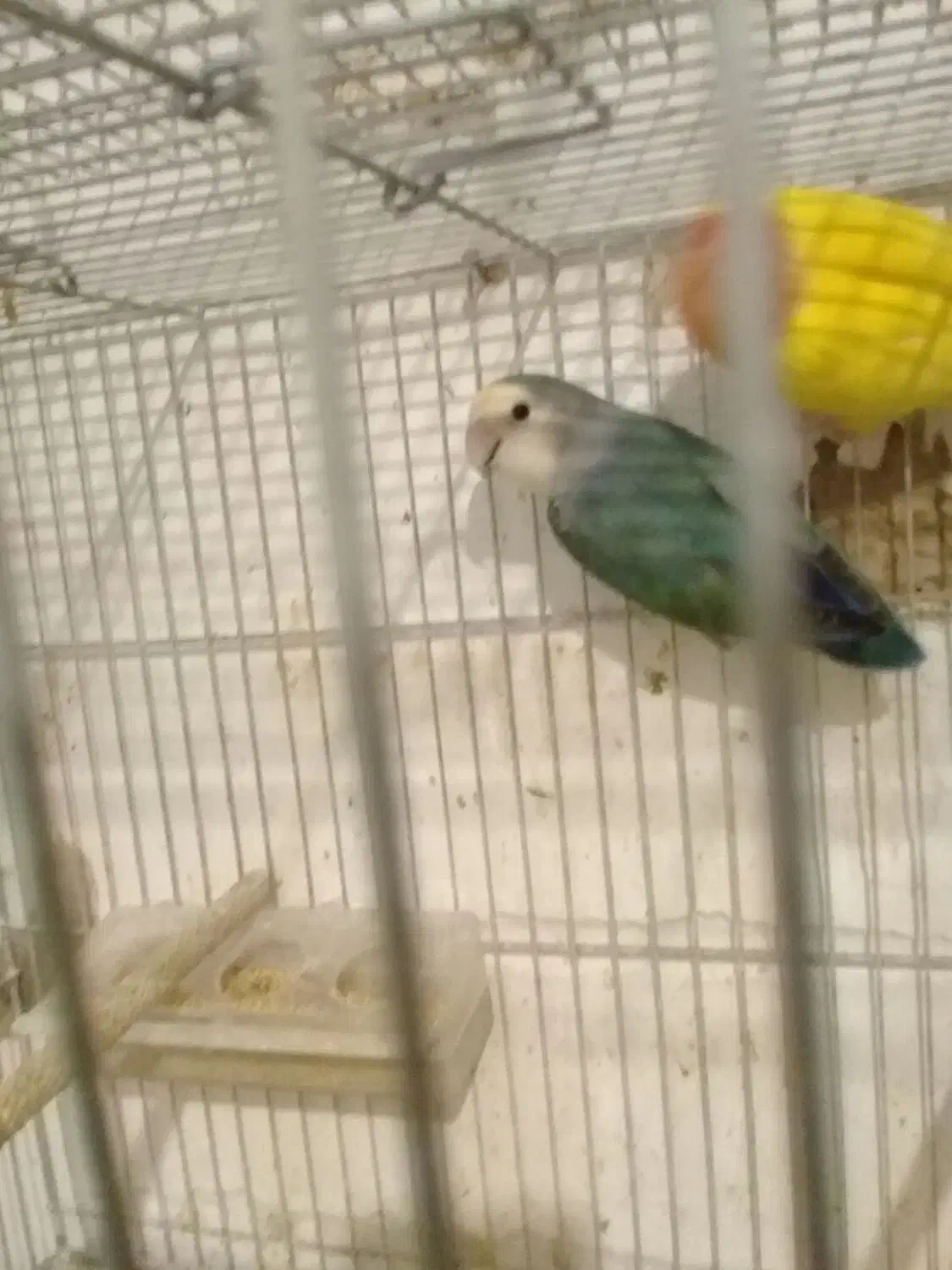 کوتوله گم شده|پرنده|قم, لسانی|دیوار