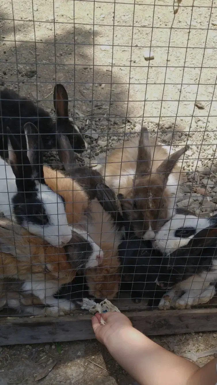 فروش تعدادی خرگوش|موش و خرگوش|سنندج, |دیوار