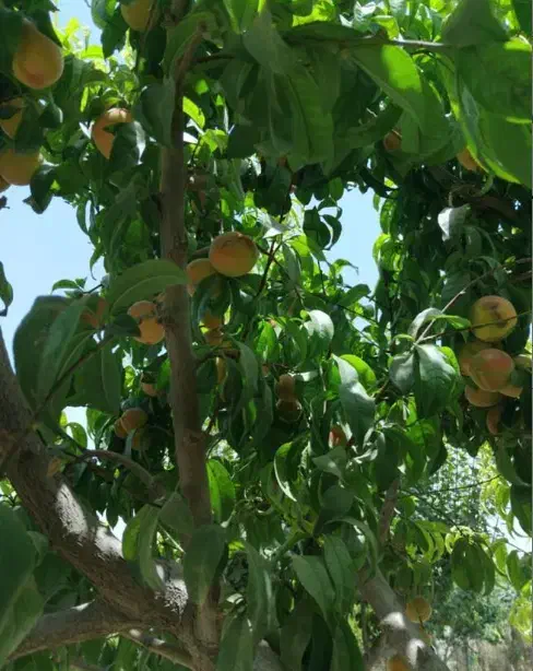 475 متر باغچه سنددار محمدشهر|فروش زمین و ملک کلنگی|محمدشهر, محمدشهر|دیوار