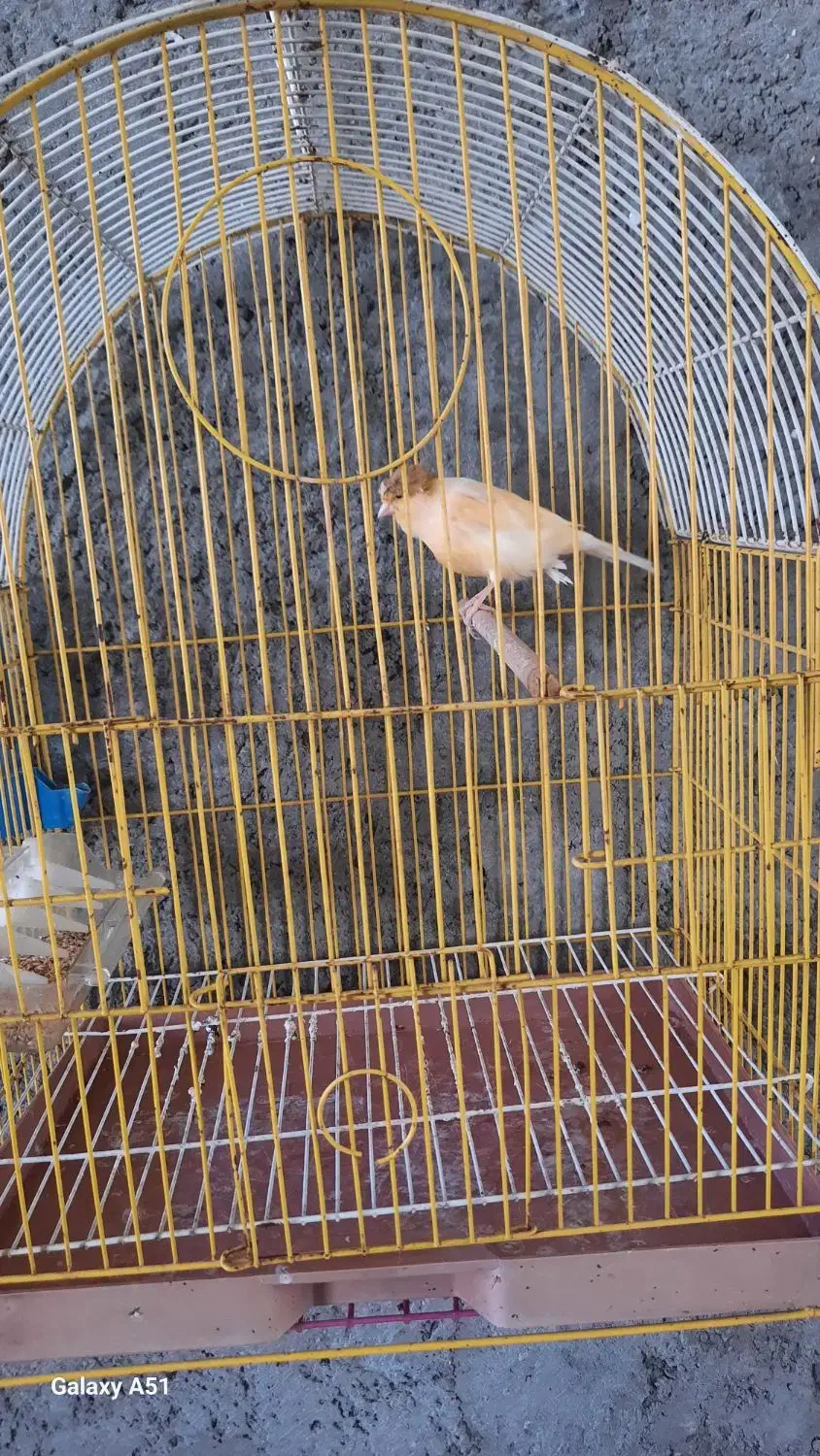 فروش قناری ماده آماده جفت با قفس|پرنده|قیدار, |دیوار