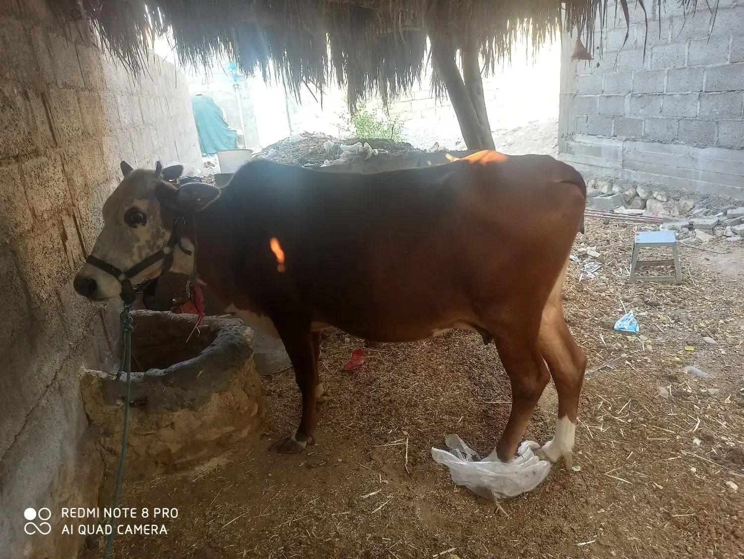 گاو|حیوانات مزرعه|گله دار, |دیوار