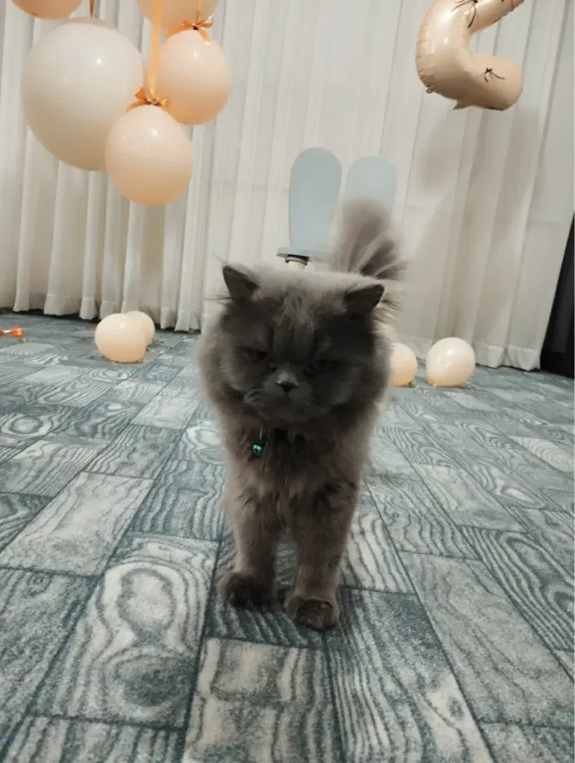 گربه پرشین|گربه|همدان, |دیوار