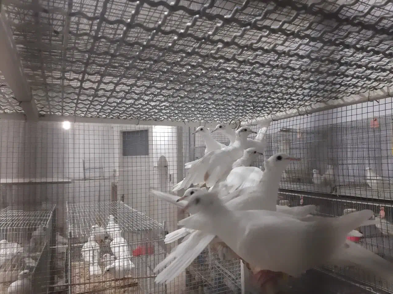 کبوتر خانگی کاکلی|پرنده|اردکان, |دیوار