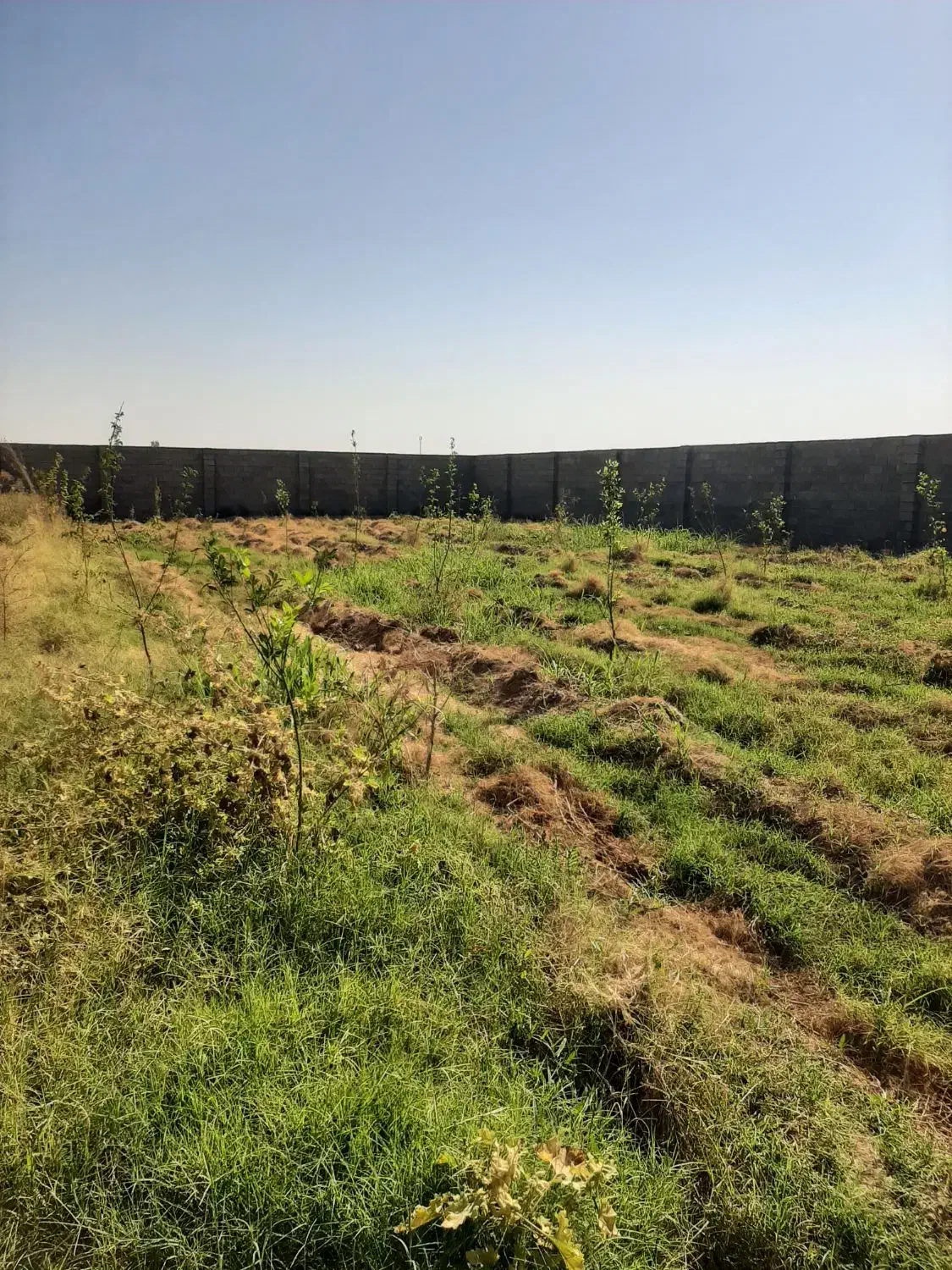 قطعه باغ ۱۰۰۰ متر|فروش دفتر صنعتی، کشاورزی، تجاری|دزفول, |دیوار