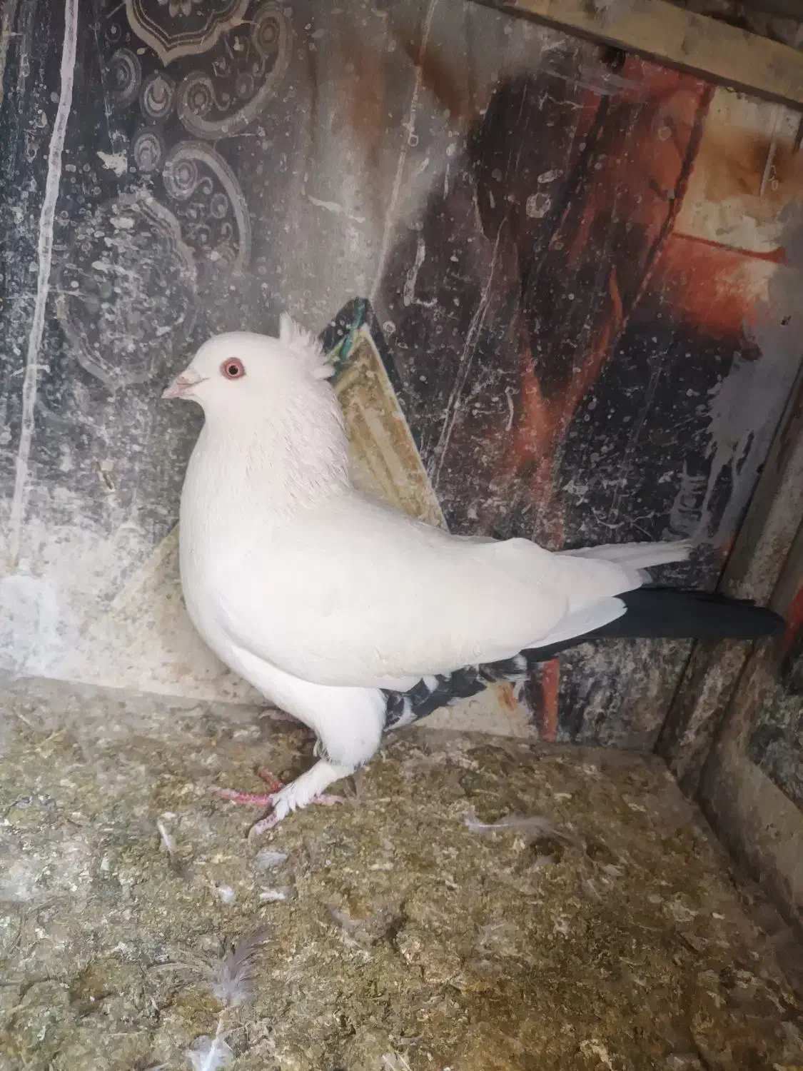 نر دم سیاه کت برف|پرنده|نجف‌آباد, جلال آباد|دیوار