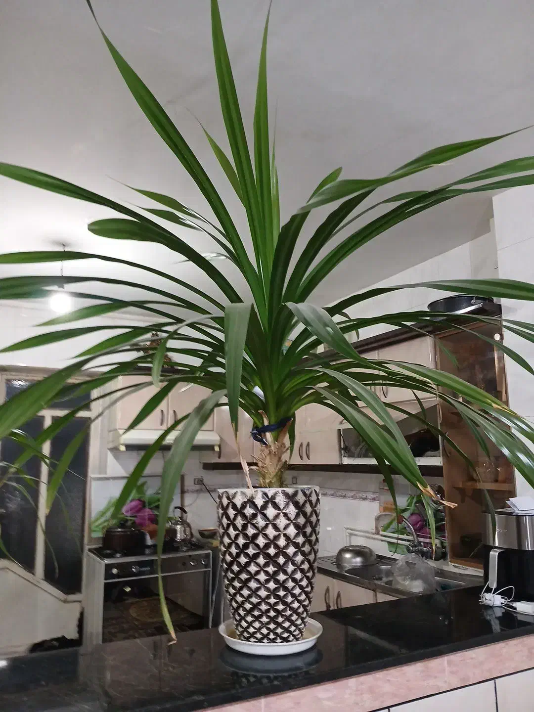 گل پاندانوس|گل و گیاه طبیعی|کنگاور, |دیوار