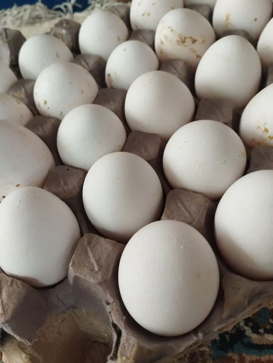 تخم مرغ|حیوانات مزرعه|مشهد, وحید|دیوار