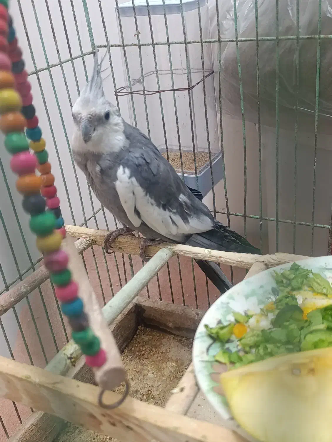 فروش عروس هلندی نژاد وات فیس|پرنده|اسیر, |دیوار