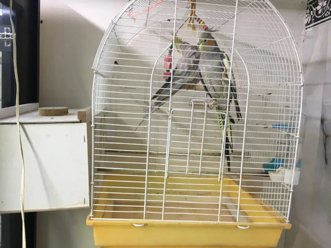 عروس هلندی|پرنده|پیرانشهر, |دیوار