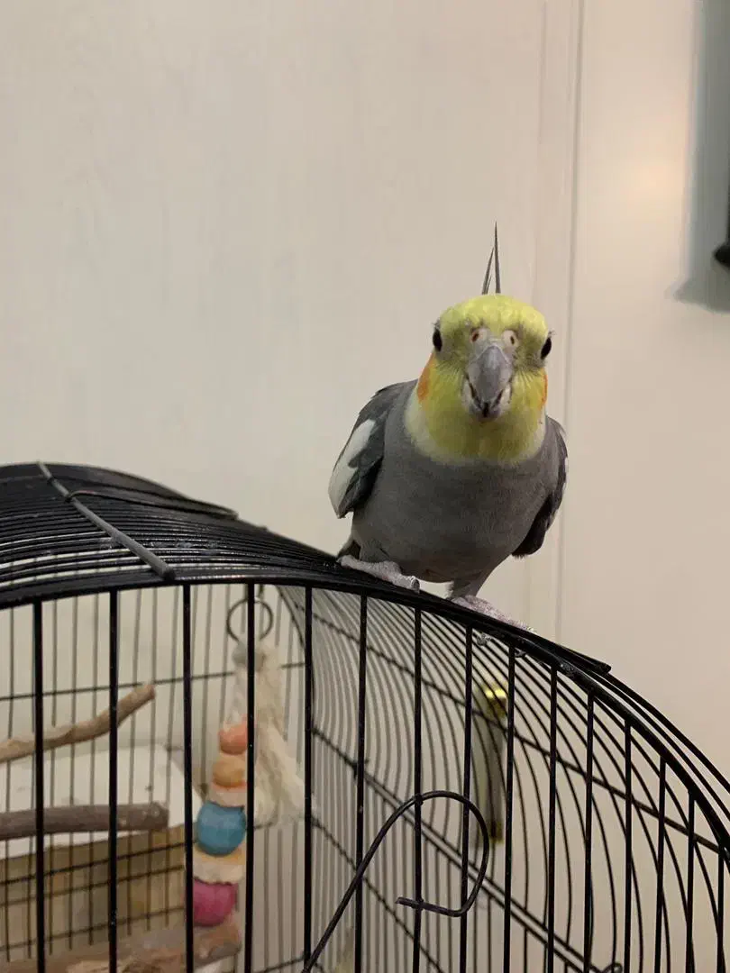 دو عدد عروس هلندی با قفس|پرنده|تهران, توحید|دیوار