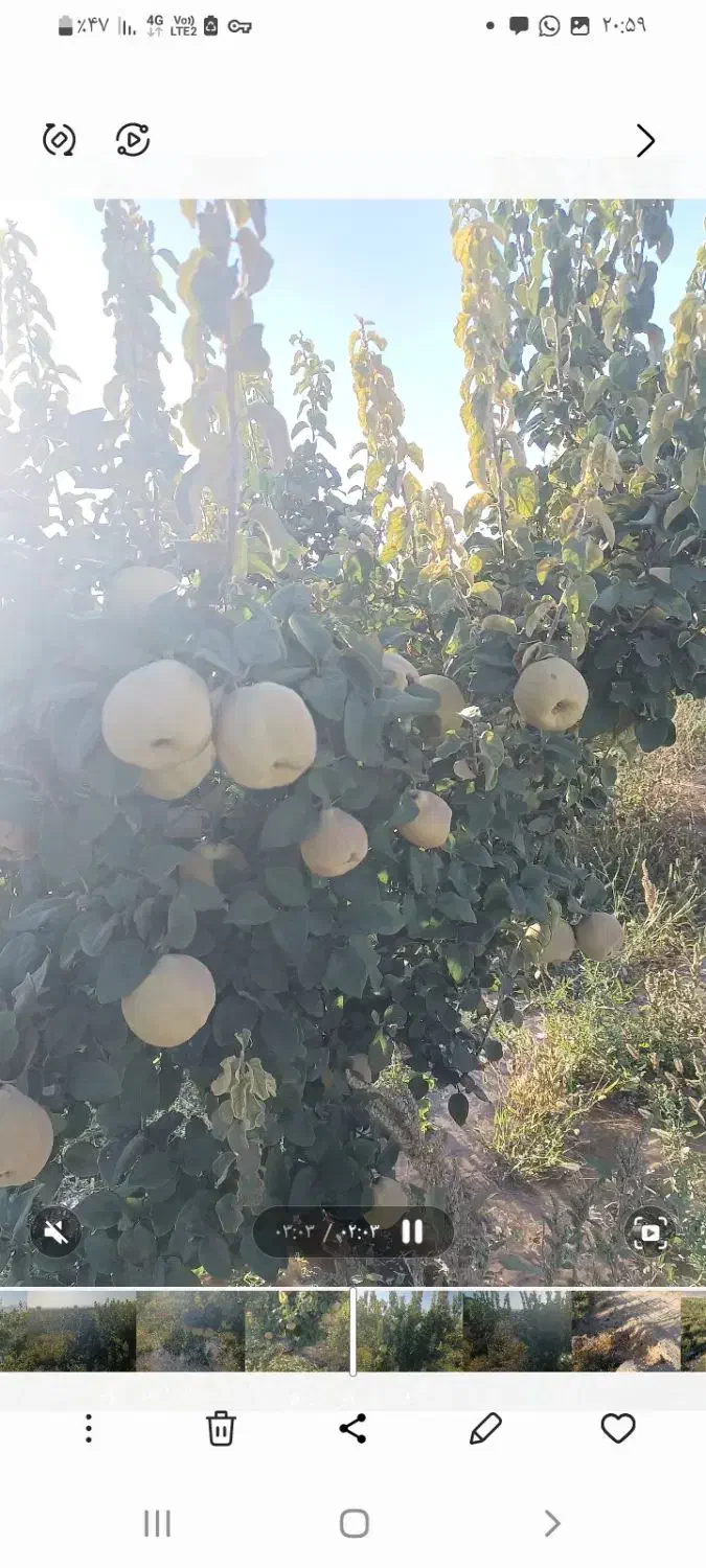 میوه به خوش عطرسردسیر|خوردنی و آشامیدنی|سرچهان, |دیوار
