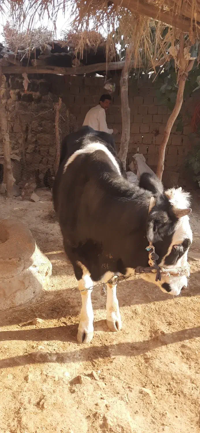 گاو ماده|حیوانات مزرعه|ایوان, |دیوار