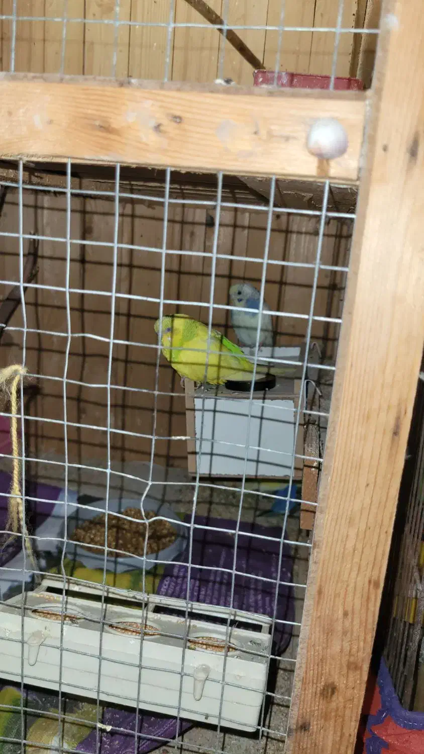 مرغ عشق مولد با جوجه و تخم|پرنده|اهواز, کمپلو جنوبی|دیوار