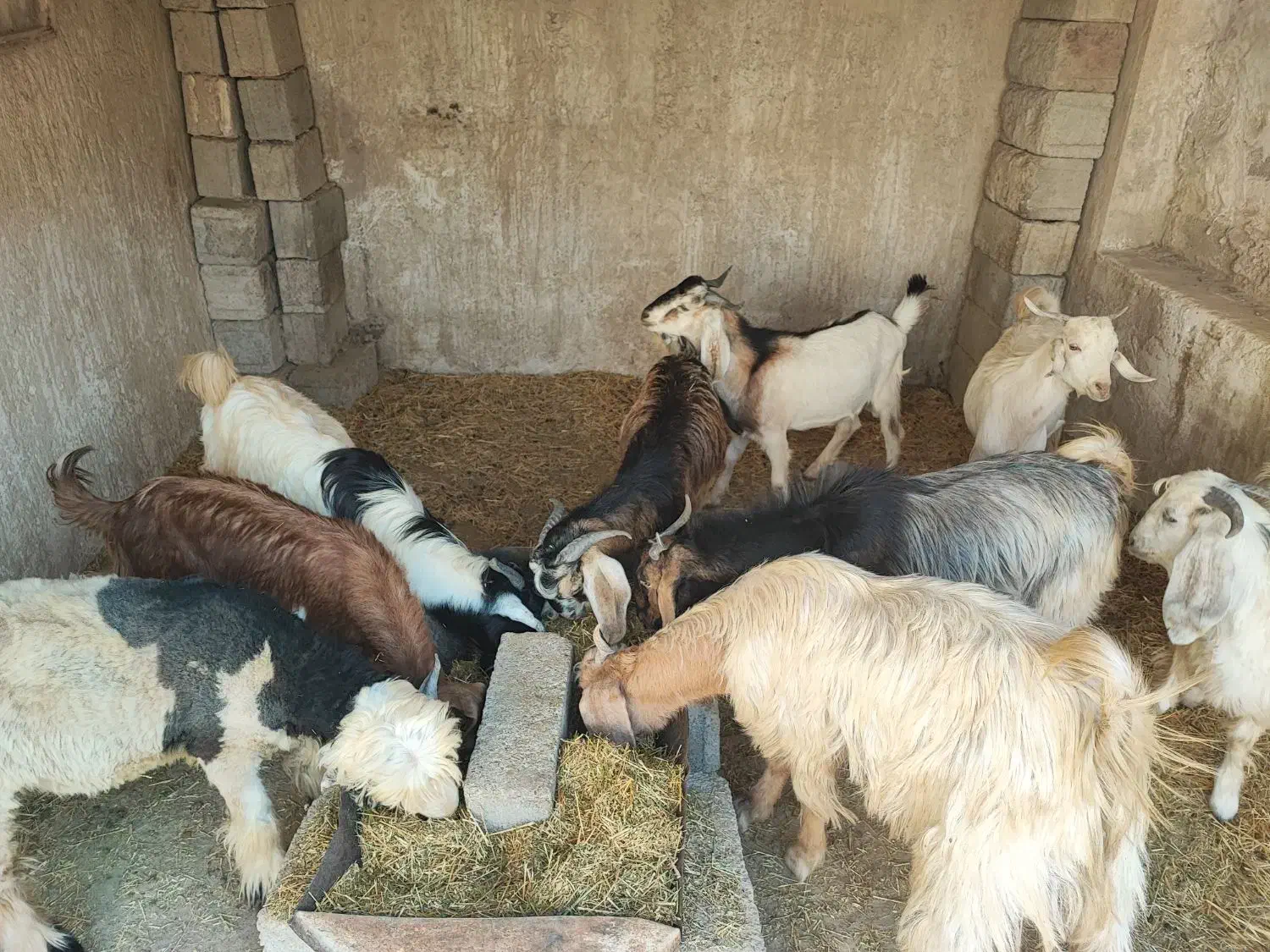 کهره نر|حیوانات مزرعه|وحدتیه, |دیوار