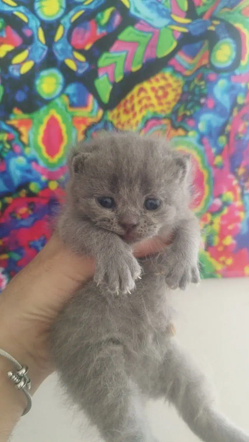 گربه اسکاتیش|گربه|گرگان, |دیوار