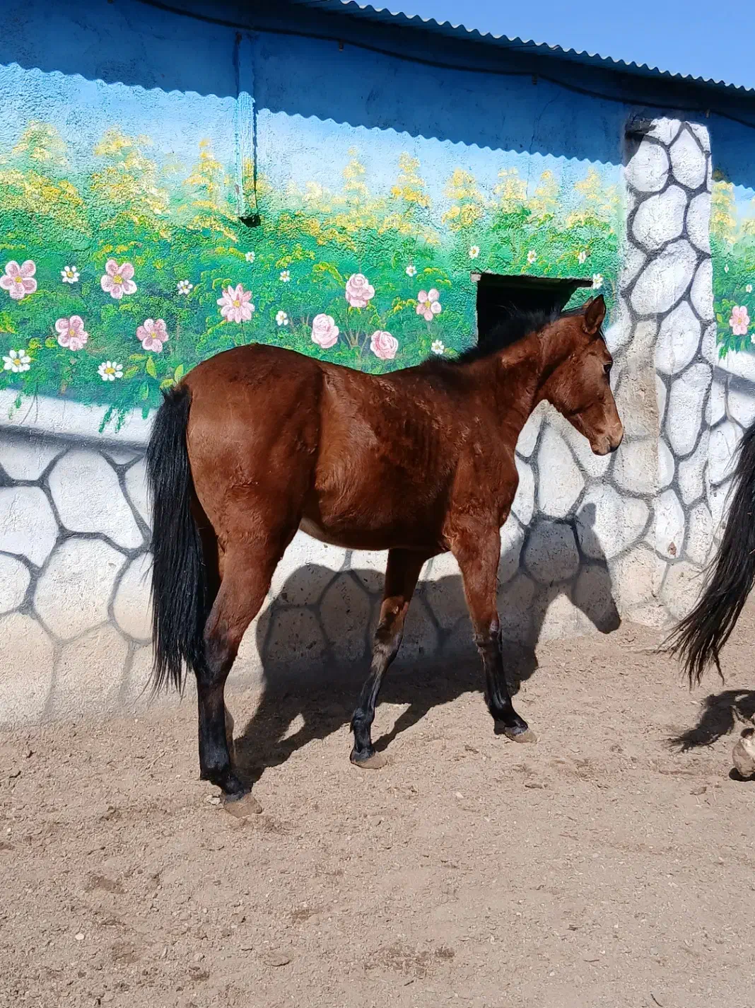 اسب|اسب و تجهیزات اسبسواری|گناباد, |دیوار