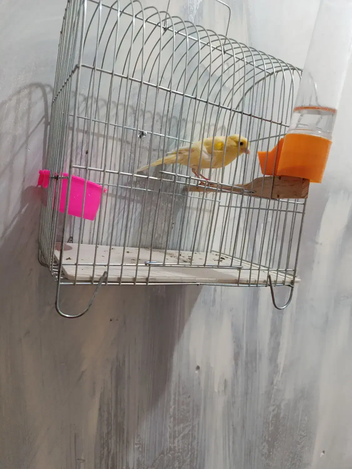 قناری ماده بشرط|پرنده|کارون, |دیوار