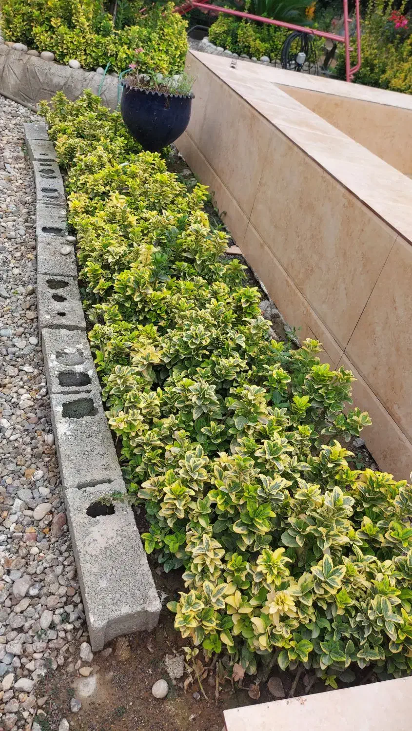 قلمه شمشاد طلایی|گل و گیاه طبیعی|قائمشهر, |دیوار