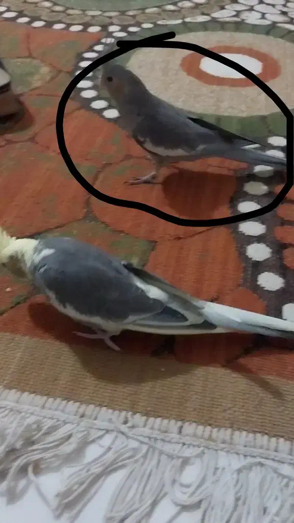 گمشده عروس|حیوانات|نورآباد, |دیوار