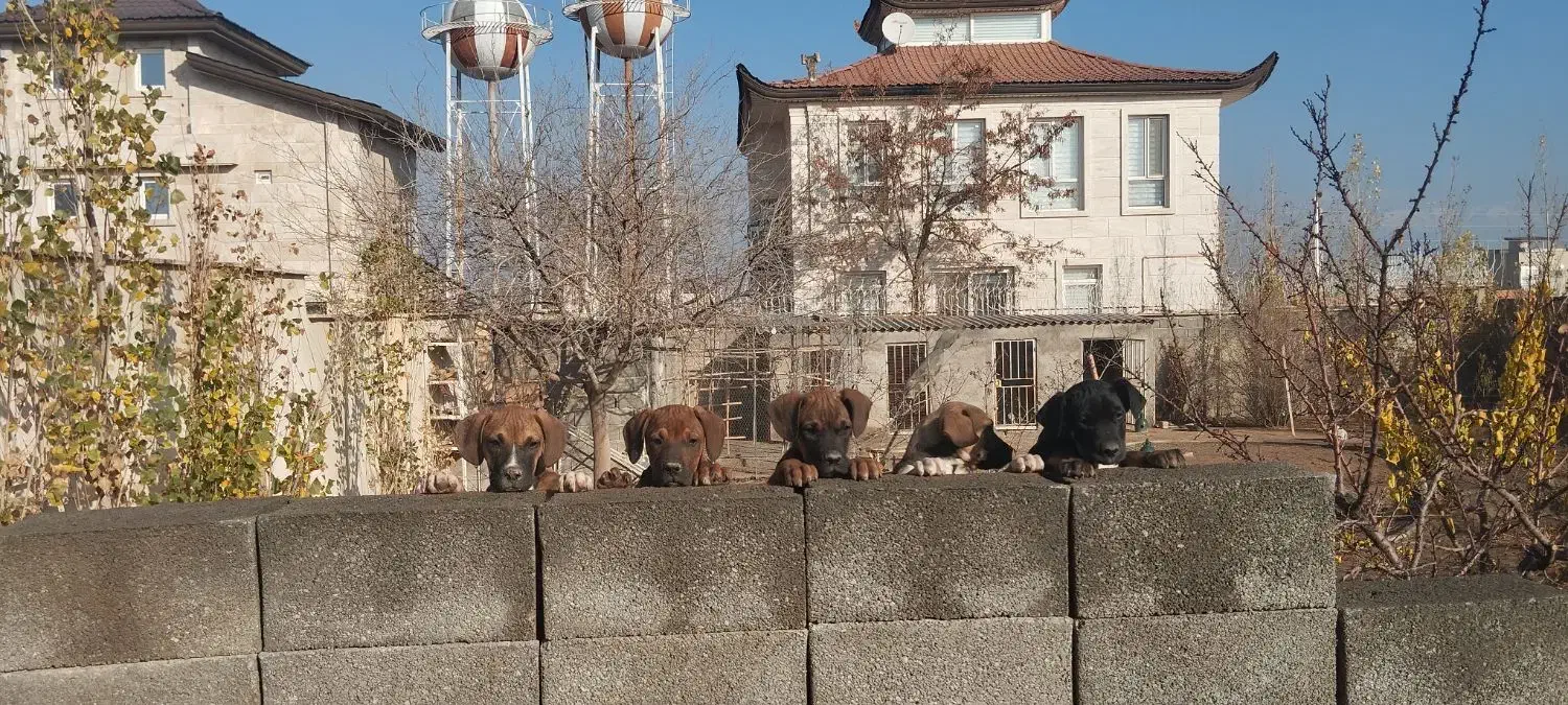 واگذاری|سگ|رامجین, |دیوار