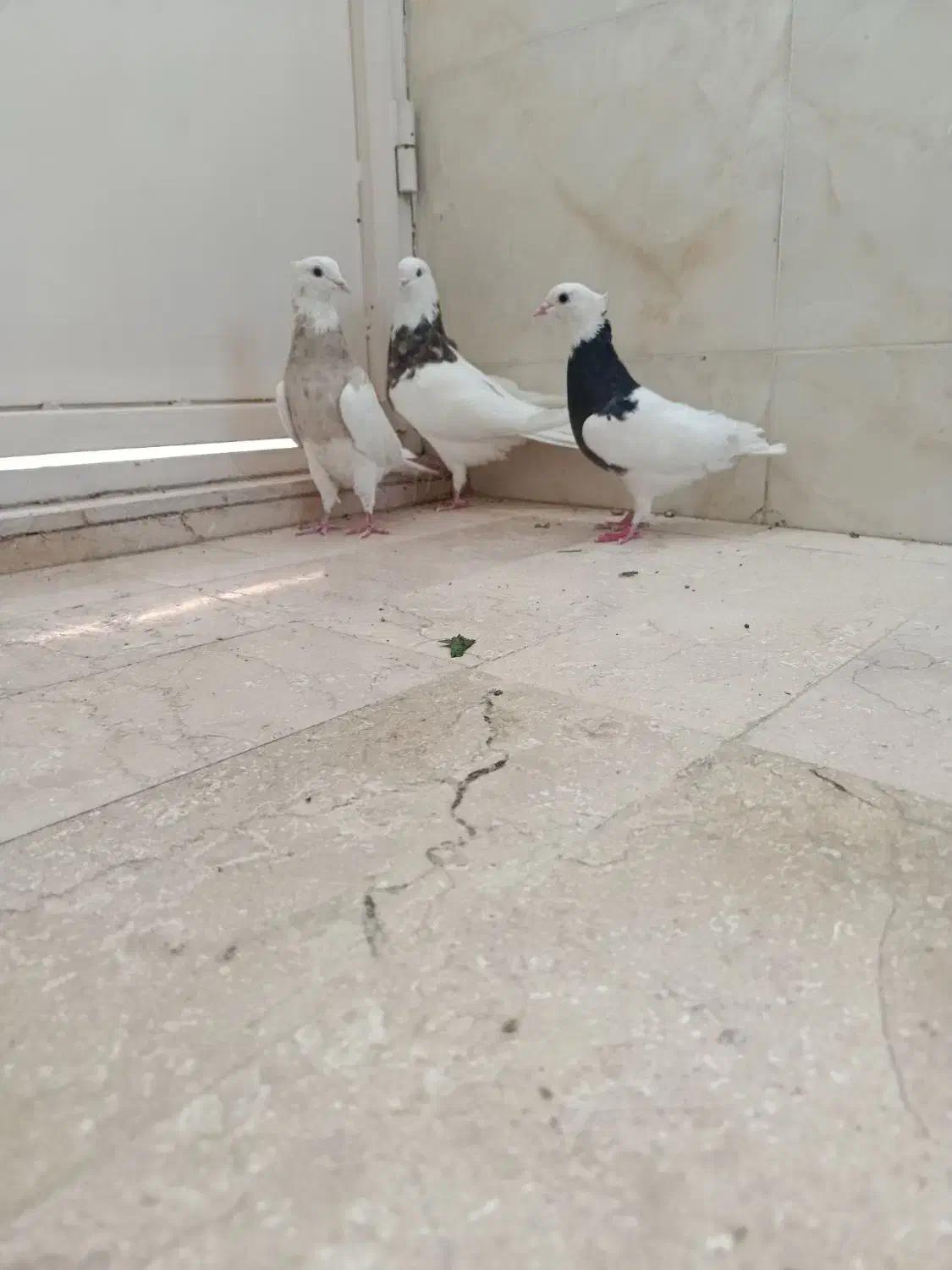 سه تا طوقی قاب ماده زاغ آبادانی عطقیه|پرنده|خمینی‌شهر, |دیوار