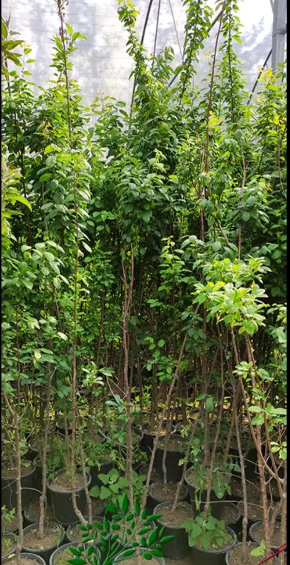 کاشت گل و درخت باغی|خدمات باغبانی و درختکاری|اصفهان, زاجان|دیوار