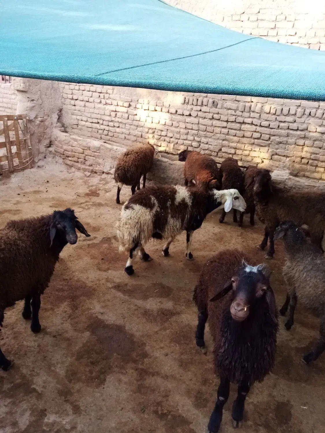 بره نر|حیوانات مزرعه|فریمان, |دیوار