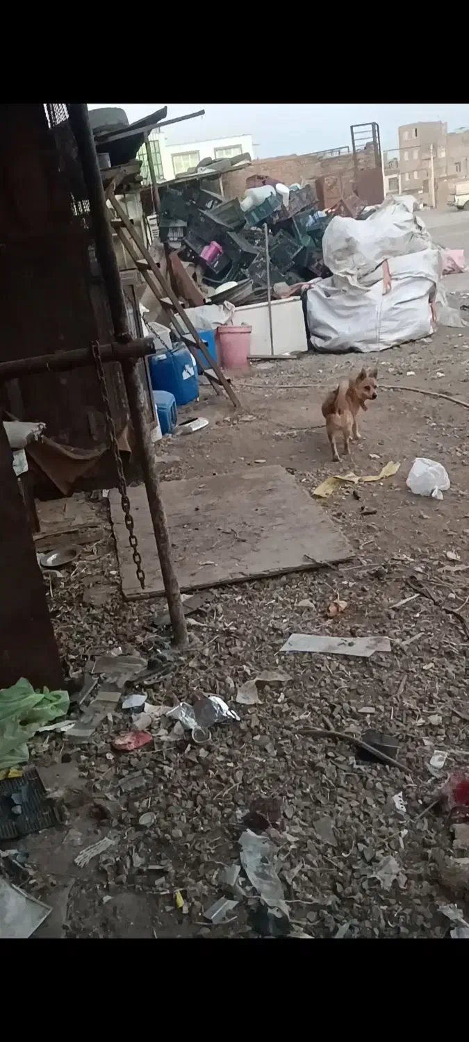 واگذاری فیندو نر|سگ|اردبیل, |دیوار