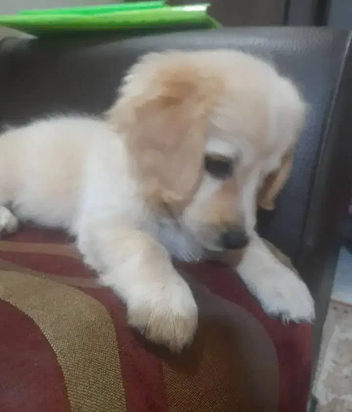 واگذاری فوری اشمیتس|سگ|خمینیشهر, |دیوار