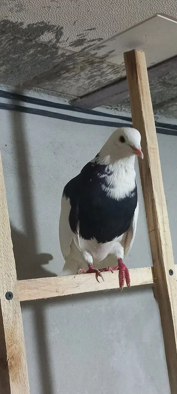 یک جفت طوقی|پرنده|رزن, |دیوار