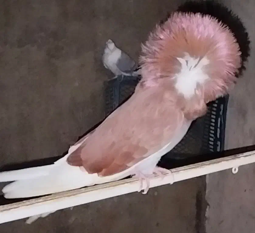 کبوتر زینتی|پرنده|قائمشهر, |دیوار