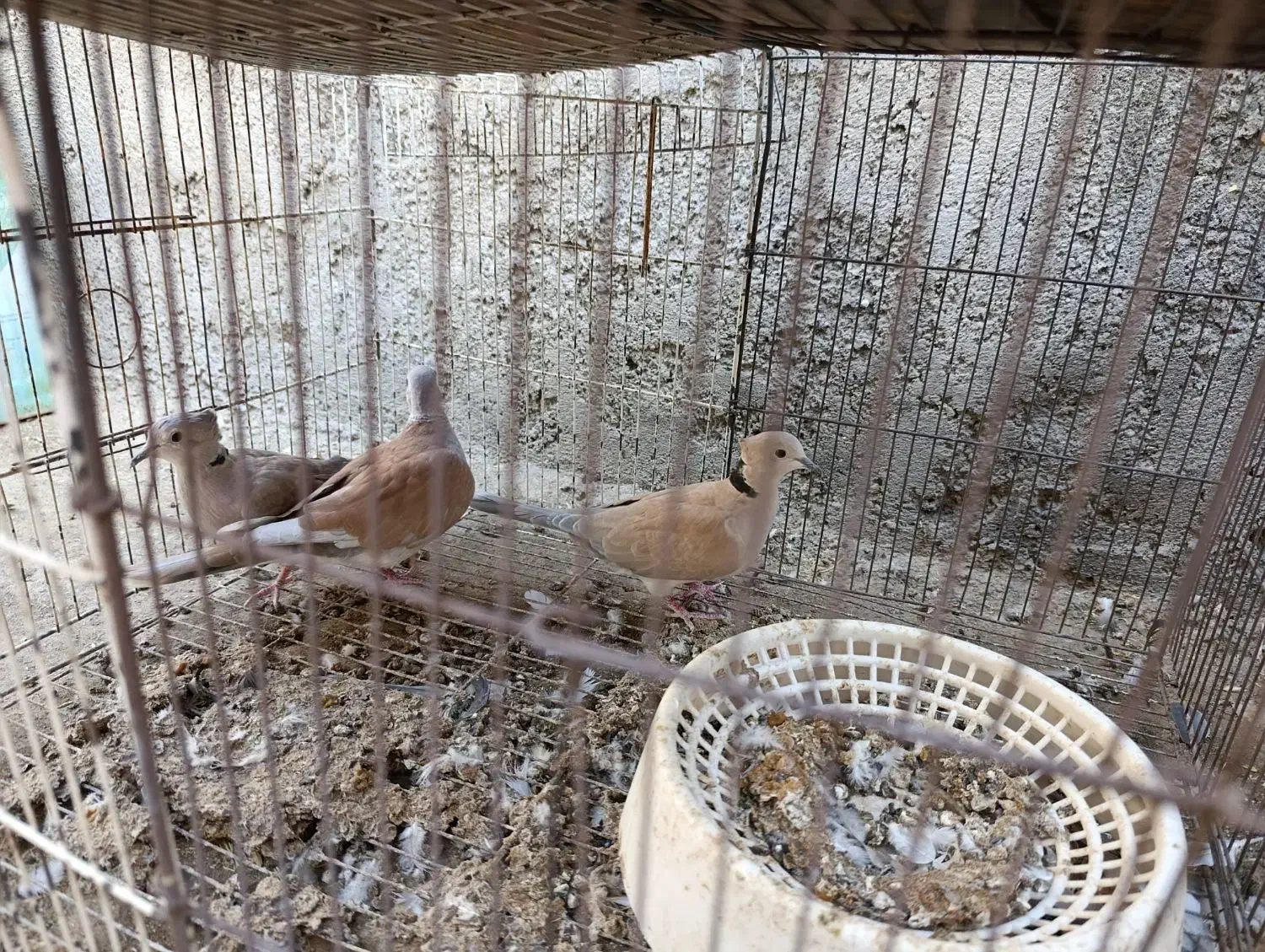 کبوتر خانگی بور ابادانی|پرنده|جیرفت, |دیوار