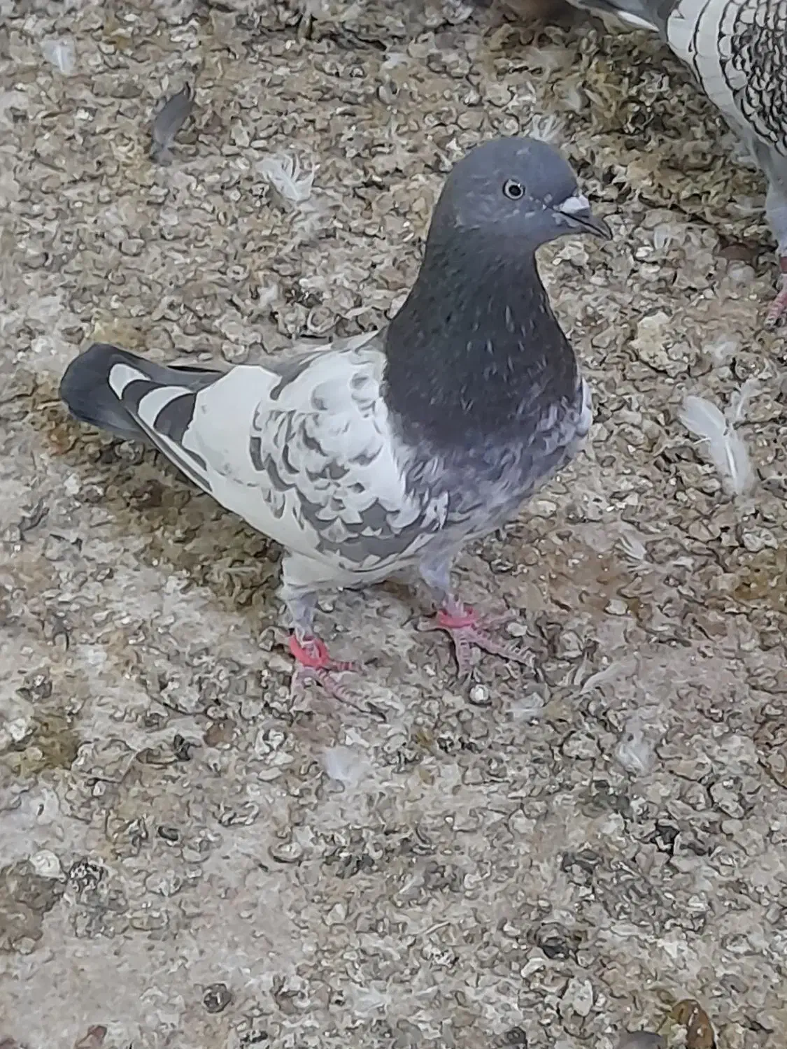 دوعدد گرفتنی|پرنده|آبادان, |دیوار