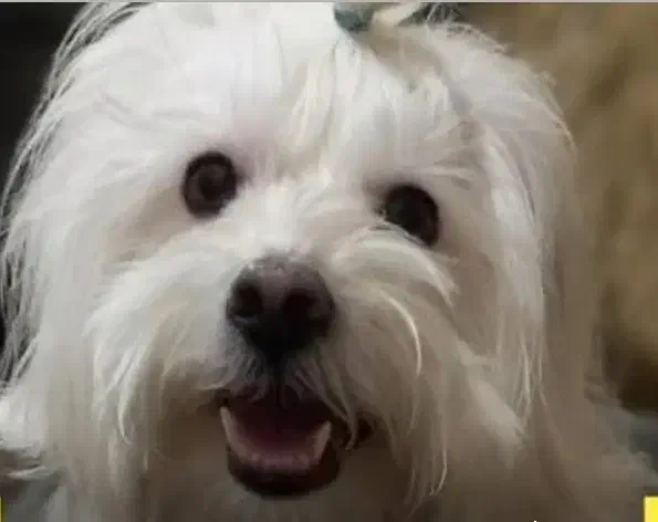 فروش سگ|سگ|تبریز, |دیوار