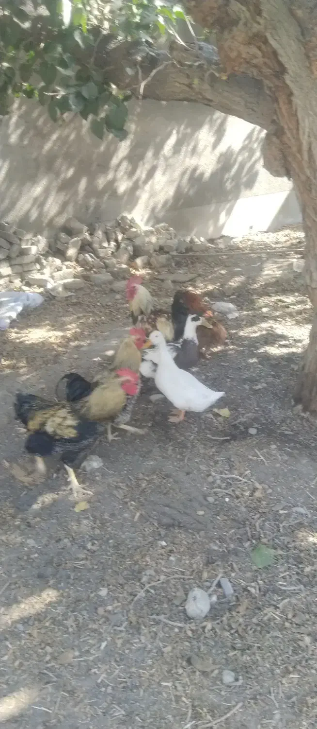 خروس سیاه|حیوانات مزرعه|مشهد, امیریه|دیوار