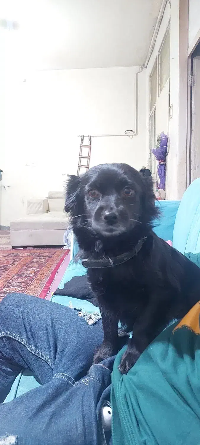 اشپیتزماده۲ساله|سگ|شهریار, کهنز|دیوار