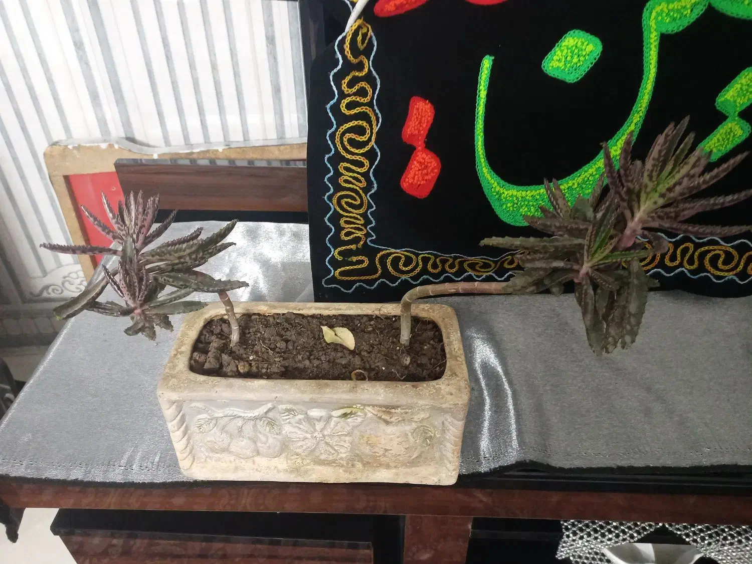 انواع گلدانهای طبیعی|گل و گیاه طبیعی|ورامین, ورامین|دیوار