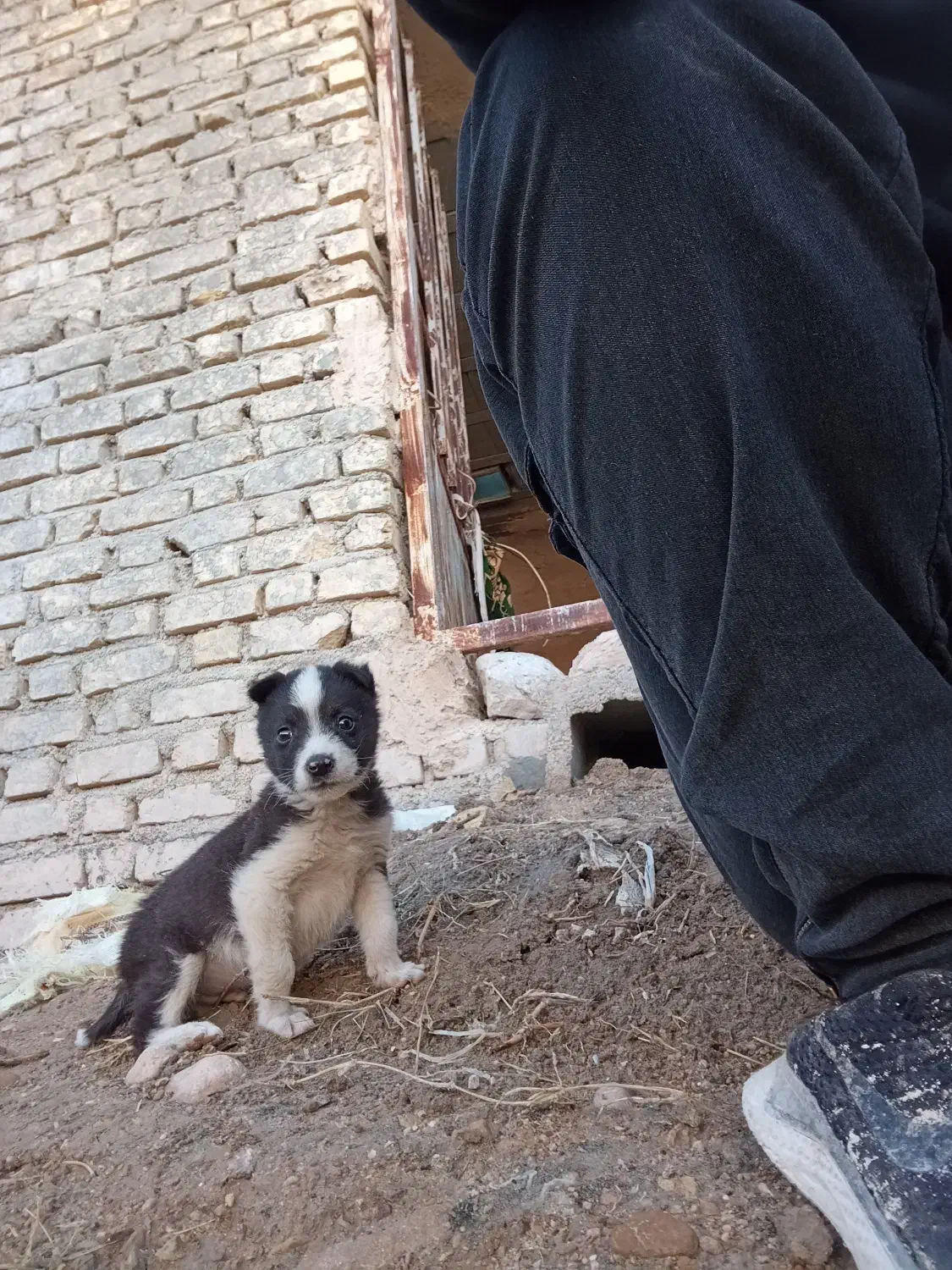 فروش سگ|سگ|سیمکان, |دیوار