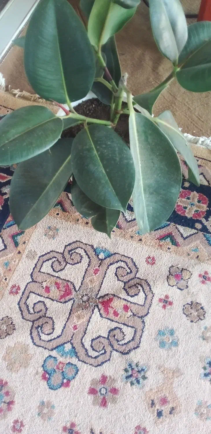 گل زیبا|گل و گیاه طبیعی|لیسار, |دیوار