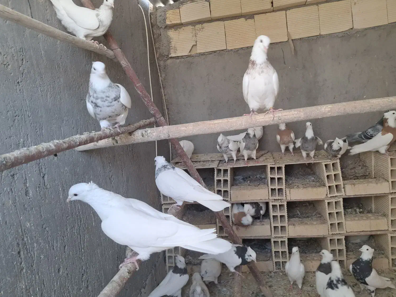 فروش تعدادی طوقی پالخت|پرنده|رودشت (اصفهان), |دیوار