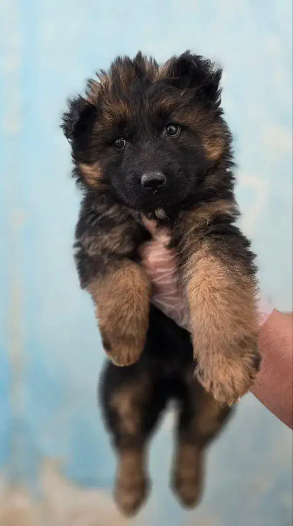 ژرمن شپرد شولاین، ورکلاین، بلک|سگ|تهران, فرمانیه|دیوار