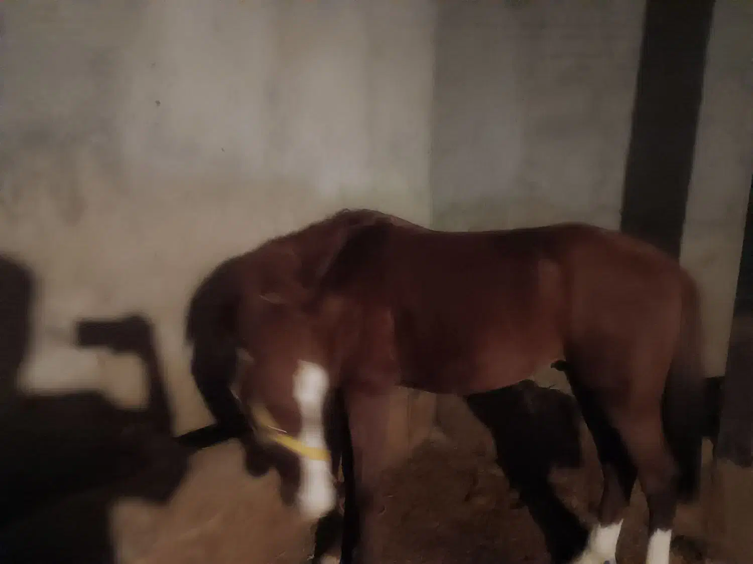 اسب|اسب و تجهیزات اسبسواری|زرین دشت (همدان), |دیوار