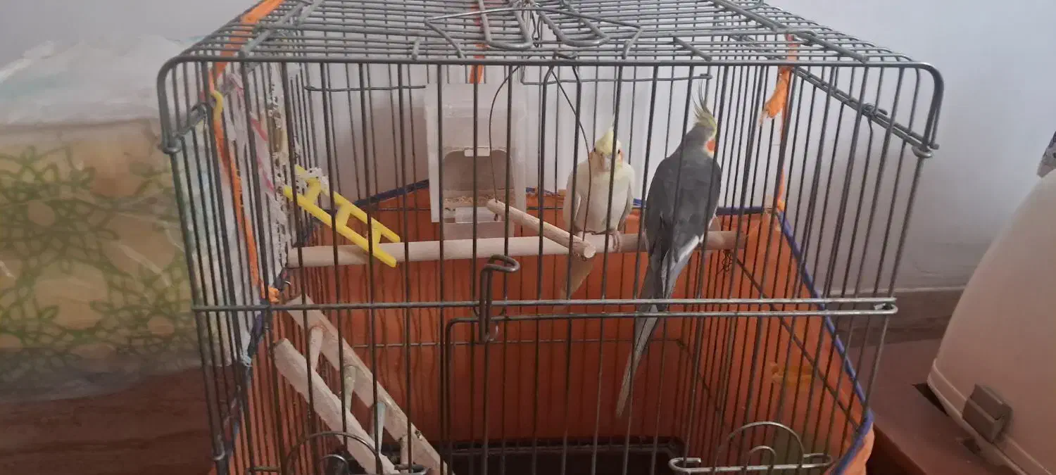 عروس هلندی|پرنده|شیراز, حجت آباد|دیوار