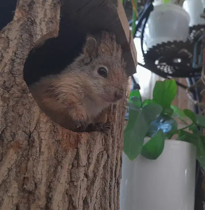 چینچیلای نر|موش و خرگوش|اهواز, زیتون کارگری|دیوار