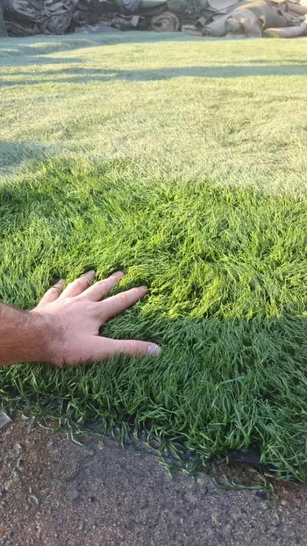 Grass خارجی|عمده‌فروشی|تهران, جوانمردان (اندیشه)|دیوار