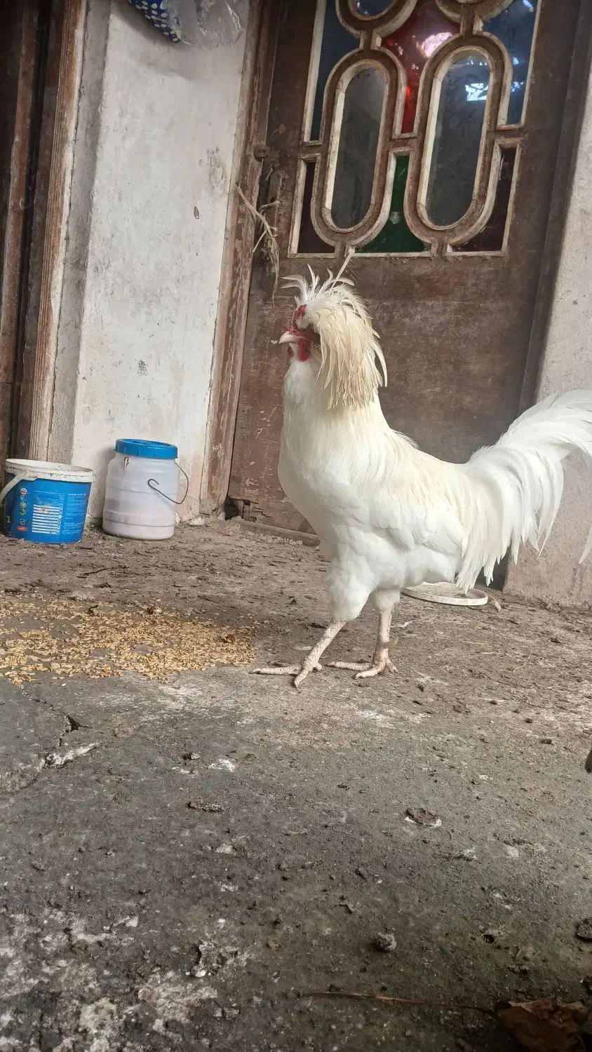 خروس کاکولی تاج دار|حیوانات مزرعه|لاهیجان, آهندان|دیوار