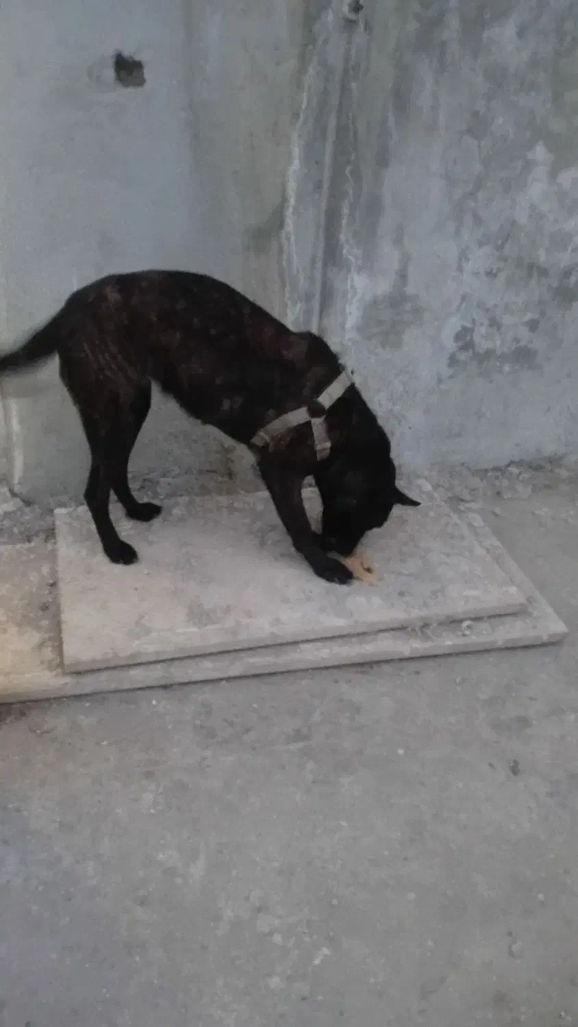 ژرمن مالینیوز|سگ|سیرجان, |دیوار